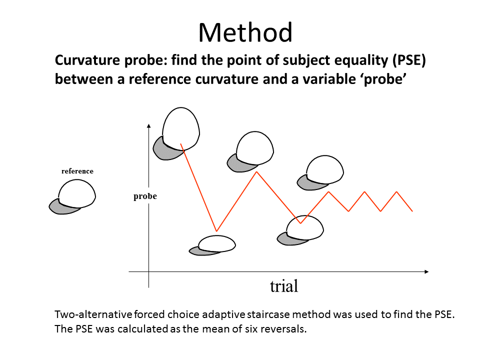 Haptic shape perception